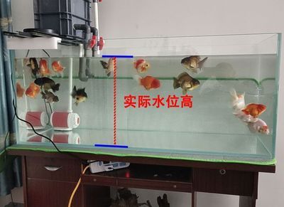 魚缸裝飾物毒性檢測(cè)方法：魚缸裝飾物毒性檢測(cè) 魚缸百科 第1張