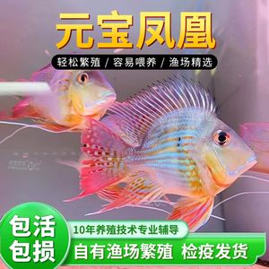 元寶鳳凰魚怎么分公母：元寶鳳凰魚怎么分公母詳情 元寶鳳凰魚百科 第4張