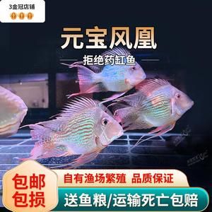 元寶鳳凰魚怎么分公母：元寶鳳凰魚怎么分公母詳情 元寶鳳凰魚百科 第5張