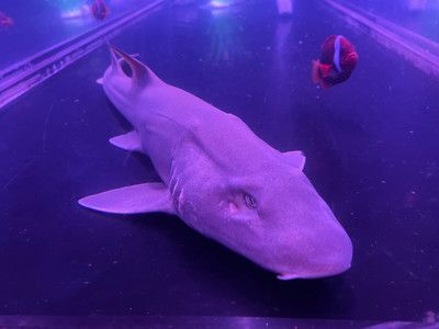 靜海水族館：上海浦東新區(qū)靜靜水族館特色介紹,天津靜海區(qū)安然水族館購物指南