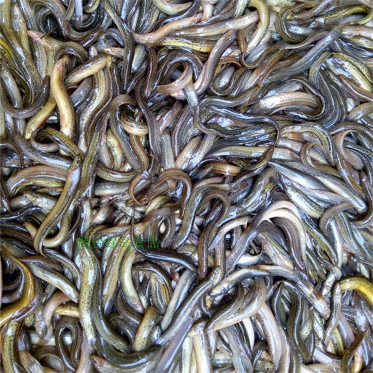 如何判斷BD魟魚(yú)飼料新鮮度：如何判斷bd魟魚(yú)飼料新鮮度 魟魚(yú)百科 第1張