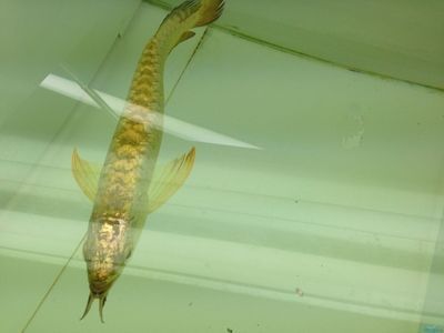 金龍魚繁殖期的特殊護(hù)理：金龍魚繁殖期水質(zhì)管理技巧