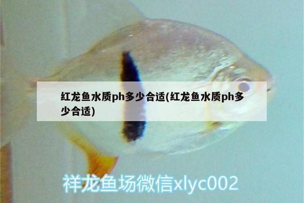 二十五厘米龍魚一天喂多少：二十五厘米的龍魚需要喂多少食物,成年龍魚需要喂多少食物 水族問答 第5張