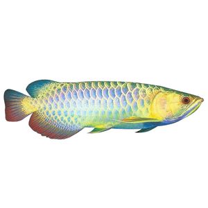 星點(diǎn)金龍魚專用飼料推薦：星點(diǎn)金龍魚專用飼料品牌推薦 金龍魚百科 第4張