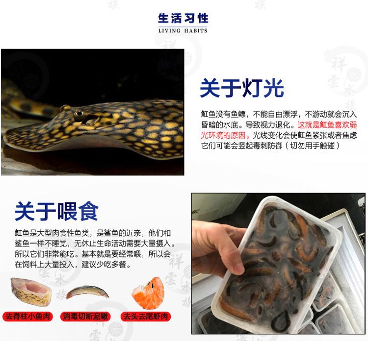 黑金魟魚飼料營養(yǎng)成分表：黑金魟魚飼料自制方法介紹[需手動填充]黑金魟魚飼料自制方法介紹 魟魚百科 第3張