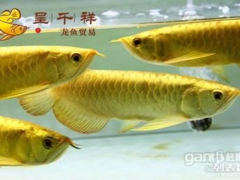 黑金魟魚飼料營養(yǎng)成分表：黑金魟魚飼料自制方法介紹[需手動填充]黑金魟魚飼料自制方法介紹 魟魚百科 第4張