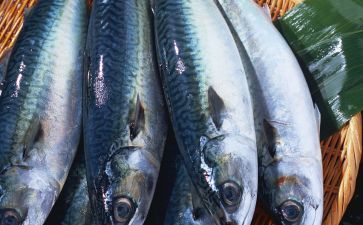 黑金魟魚飼料營養(yǎng)成分表：黑金魟魚飼料自制方法介紹[需手動填充]黑金魟魚飼料自制方法介紹 魟魚百科 第5張