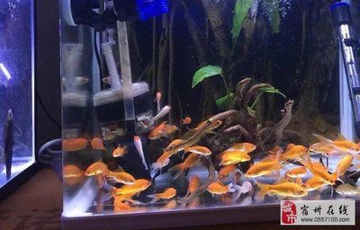 宿州魚(yú)缸批發(fā)市場(chǎng)：宿州哪里有賣(mài)魚(yú)缸的市場(chǎng)