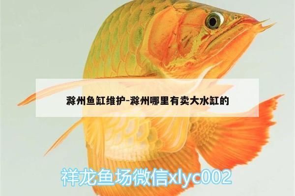 滁州魚缸批發(fā)市場：滁州彩鰈魚缸專賣店