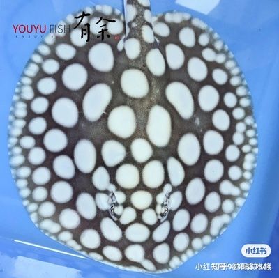 預(yù)防BD魟魚(yú)腸胃炎方法：bd魟魚(yú)日常健康管理技巧