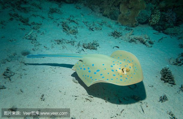 如何科學(xué)調(diào)整魟魚的投喂量：如何科學(xué)地調(diào)整魟魚的投喂量 魟魚百科 第3張