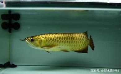 為什么龍魚(yú)國(guó)內(nèi)不能繁殖：家庭繁殖龍魚(yú)的技巧，龍魚(yú)繁殖場(chǎng)地要求詳解,如何辨別龍魚(yú)性別？