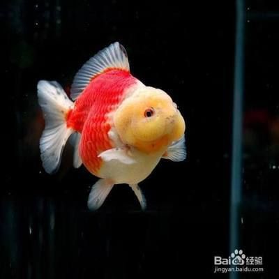 元寶鳳凰魚(yú)繁殖方法：元寶鳳凰魚(yú)的繁殖方法包括以下幾個(gè)方面 元寶鳳凰魚(yú)百科 第5張