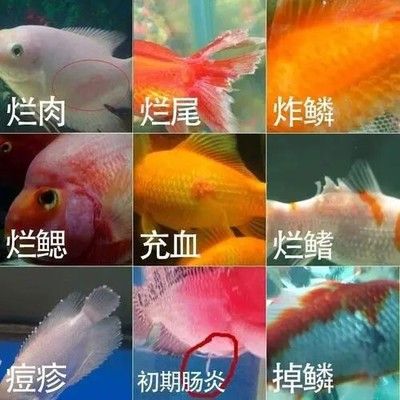 觀賞魚(yú)腸炎的早期癥狀識(shí)別：觀賞魚(yú)腸炎的早期癥狀