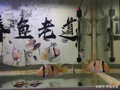 觀賞魚(yú)市場(chǎng)供需錯(cuò)位案例：觀賞魚(yú)供需平衡策略