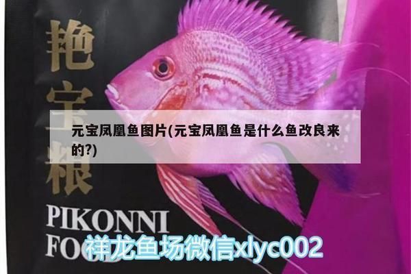 元寶鳳凰魚繁殖：元寶鳳凰魚的繁殖方法 元寶鳳凰魚百科 第4張