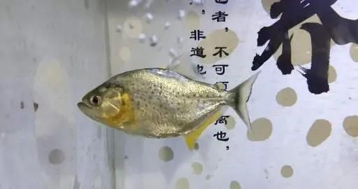 觀賞魚繁殖期間營養(yǎng)補充：在觀賞魚繁殖期間，營養(yǎng)補充對于提高繁殖成功率至關重要 觀賞魚百科 第2張