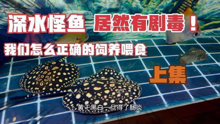 黑帝王魟魚毒性處理方法：黑帝王魟魚養(yǎng)殖技術(shù)分享,黑帝王魟魚毒性預(yù)防策略 魟魚百科 第2張