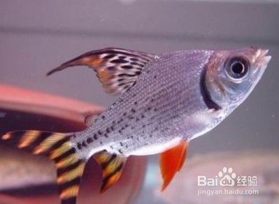 剛到的龍魚幾天可以喂食了嗎：剛到的龍魚在幾天內(nèi)可以開始喂食 水族問答 第2張