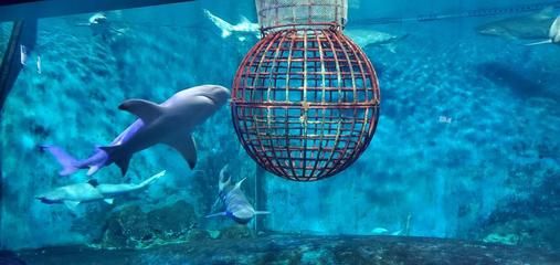 開個小型水族館成本多少錢：小型水族館成本分析 水族館百科（水族館加盟） 第5張