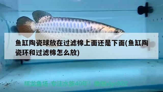 黑金魟魚濾材選擇指南：黑金魟魚濾材成本預(yù)算分析黑金魟魚濾材成本預(yù)算分析