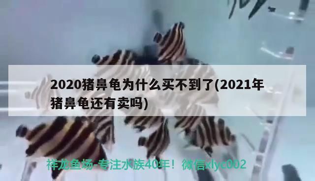 2020豬鼻龜為什么買不到了：2020豬鼻龜為什么買不到了2021年豬鼻龜還有賣嗎