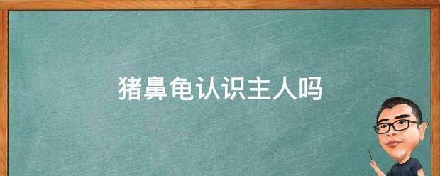 豬鼻龜認(rèn)識主人嗎視頻教程全集：豬鼻龜多久能長大 豬鼻龜百科 第3張