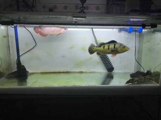 剛買的龍魚不吃東西：剛買回家的龍魚不吃東西怎么辦？ 水族問答 第1張