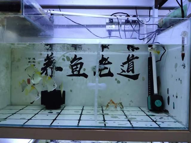 觀賞魚過濾器維護(hù)技巧：觀賞魚過濾器的維護(hù) 觀賞魚百科 第5張