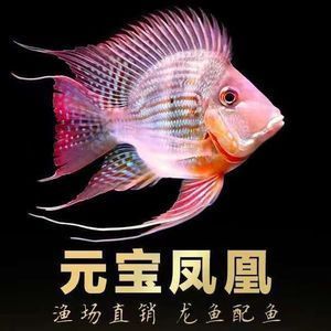 元寶鳳凰魚多少錢一條：元寶鳳凰魚價(jià)格波動(dòng)原因元寶鳳凰魚價(jià)格波動(dòng)原因 元寶鳳凰魚百科 第5張