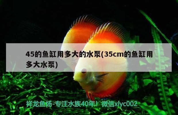 金龍魚水泵流量：關(guān)于金龍魚水泵流量的詳細解答 金龍魚百科 第4張