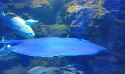 臨汾水族館：臨汾區(qū)南水族館 全國觀賞魚市場 第3張