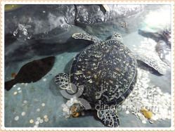 臨汾水族館：臨汾區(qū)南水族館 全國觀賞魚市場 第9張