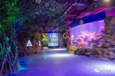 水族館適合開(kāi)到哪里去：水族館如何選址 水族館百科（水族館加盟） 第5張