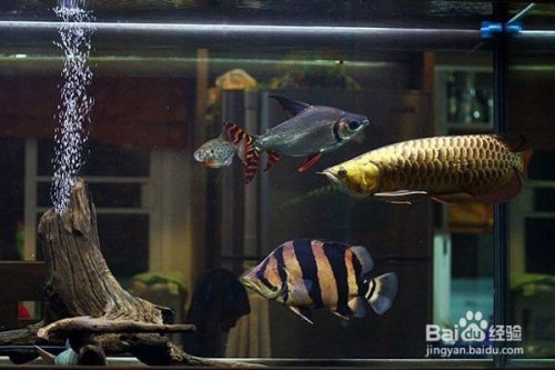 龍魚缸內(nèi)可以放置什么裝飾：如何布置龍魚缸 魚缸百科 第5張