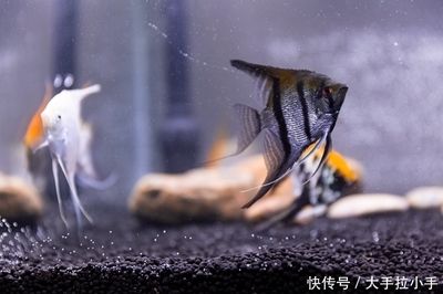 觀賞魚攻擊性與飼養(yǎng)環(huán)境的關(guān)系：觀賞魚的攻擊性與其飼養(yǎng)環(huán)境有直接關(guān)系，混養(yǎng)觀賞魚應(yīng)注意哪些習(xí)性差異 觀賞魚百科 第5張