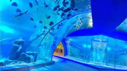 懷化水族館：懷化旅游攻略 全國觀賞魚市場 第3張