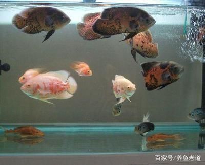 觀賞魚水質(zhì)管理實(shí)用技巧：觀賞魚水質(zhì)管理技巧 觀賞魚百科 第3張