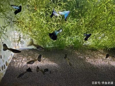 觀賞魚水質(zhì)管理實(shí)用技巧：觀賞魚水質(zhì)管理技巧 觀賞魚百科 第5張