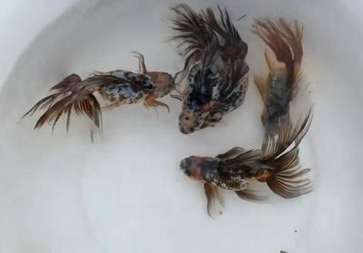 觀賞魚免疫力提升技巧：如何提高觀賞魚的免疫力 觀賞魚百科 第2張