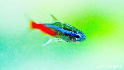 觀賞魚繁殖期飼料品牌推薦：觀賞魚繁殖期飼料品牌對比,觀賞魚繁殖飼料品牌用戶評價