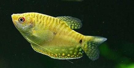 觀賞魚繁殖期飼料品牌推薦：觀賞魚繁殖期飼料品牌對比,觀賞魚繁殖飼料品牌用戶評價 觀賞魚百科 第2張