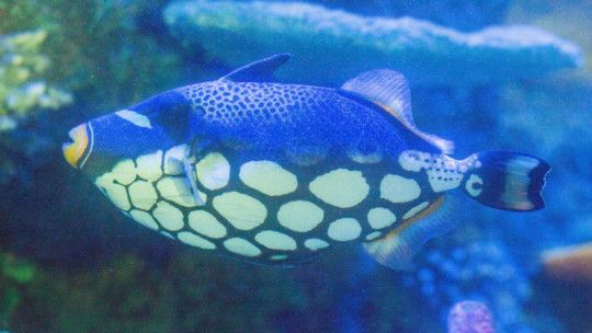 沈陽水族館：沈陽旅游攻略沈陽水族館