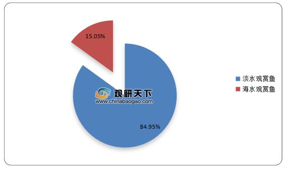 觀賞魚市場增長趨勢分析：中國觀賞魚市場在未來幾年內(nèi)將繼續(xù)保持增長受到多種因素推動 觀賞魚百科 第5張