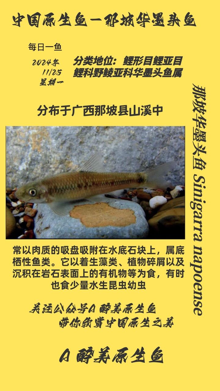 那坡華墨頭魚：廣西那坡華墨頭魚 觀賞魚論壇