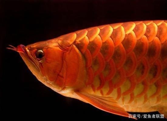 龍魚丑到爆為啥那么火：龍魚為何如此受歡迎 龍魚百科 第2張