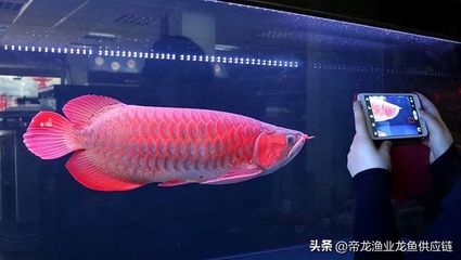 龍魚一年長多少厘米：龍魚一年能長多少？ 龍魚百科 第3張