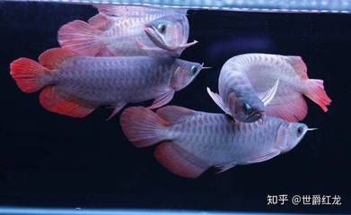 魟魚適宜的水質(zhì)環(huán)境：魟魚偏好較軟的水質(zhì)測量數(shù)據(jù)顯示硬度應(yīng)在7°dgh（200微毫的導(dǎo)電度） 魟魚百科 第2張