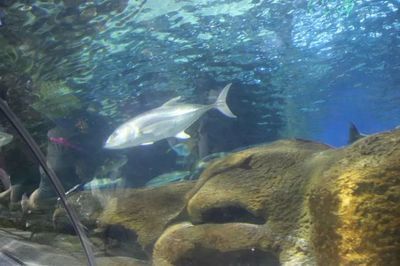 鐵嶺水族館：鐵嶺市水族館 全國觀賞魚市場 第3張