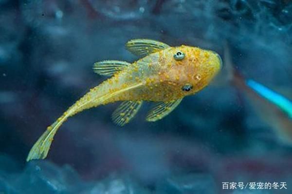 觀賞魚疾病早期癥狀：如何判斷觀賞魚蹭缸原因 觀賞魚百科 第3張